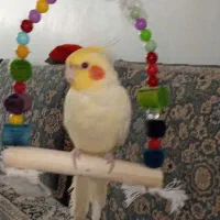 عروس هلندی نر