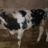 گاو گوساله بلژیک