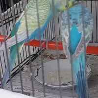 یک جفت مرغ عشق