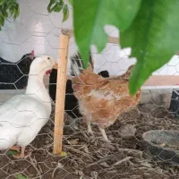 فروش اردک