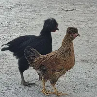 دو عدد مرغ تخم گذار 6ماهه