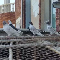 فروش فوری .کبوتر پرشی جوجه و جفت گاهی