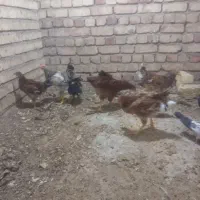 جوجه فروشی