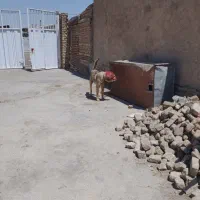پژدر