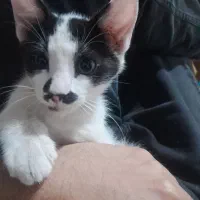 بچه گربه