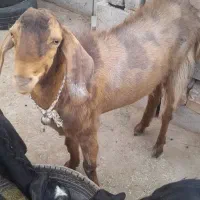 دو کهره نر