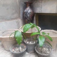 درخت نهال نشا درختچه انبه گلدان سفالی دکوری انگوری