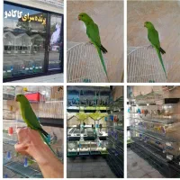 پرنده سرای کاکادو عروس هلندی طوطی سهره قناری رزن
