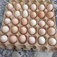 تخم مرغ محلی نطفه دار
