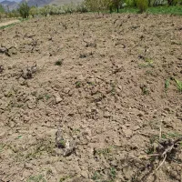 باغ اسپار باغ و باغچه با اکیپ حرفه ای