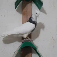 نرو ماده طوقی درجه یک