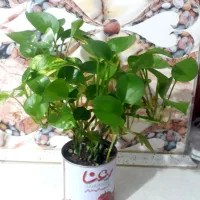 پتوس سبز وابلغ وسانسوریا