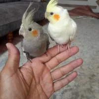 یک جفت عروس هلندی جوجه دونجور عالی خوب