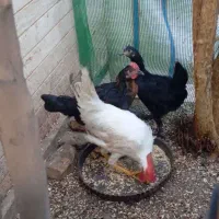 حیوانات