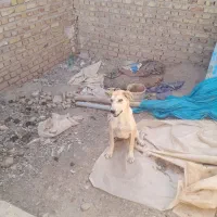 کوچوک ۶ ماهه به شرط