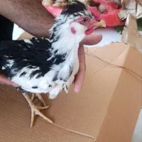 فروش جوجه خروس گلین