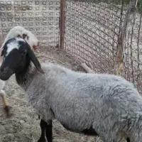 میش سرک دار