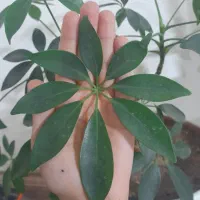 گل زیبا  فروشی