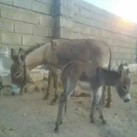 فروش حیوان