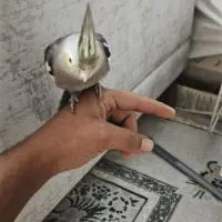 عروس هلندی