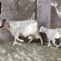 فروش بز با کهره
