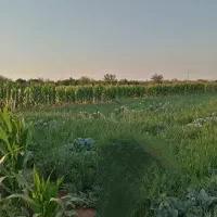 زمین  کشاورزی