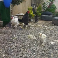 مرغ و خروس برهما اصل ۵ ماهه