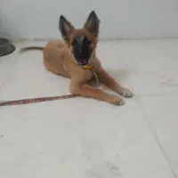 توله سگ ژرمن چهارماهه