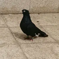 کفتر