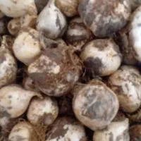 موسیر کوهی کوهرنگ