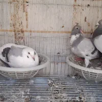 جفت مسافتی با جوجه