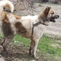 با سلام یک سگ سراب زات قدیم ۱۵ماهه به فروش میرسد