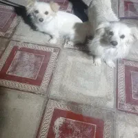سگ بازگوش