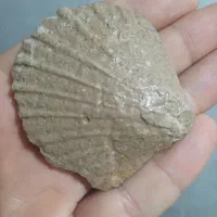 فسیل صدف دوکفه سنگی میلیون ساله به شرط کارشناسی