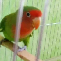 کوتوله برزیلی  عروس قناری مرغ عشق فنچ سهره مینا