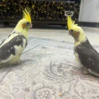 گمشده