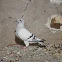 کبوتر
