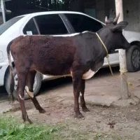 یک راس لیشه گاو پا به تخم گوساله