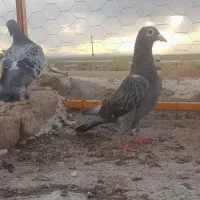 کفتر المانی