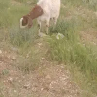 بزشیری