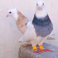 کفتر پرشی ارزان