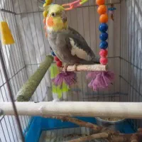 عروس هلندی نر
