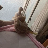 عروس هلندی ماده مولد بازیگوش
