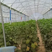 گل-خانه8000متر
