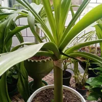 گل ذرتی شاداب|گل و گیاه طبیعی|جهرم, |دیوار