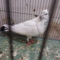کبور تهرانی