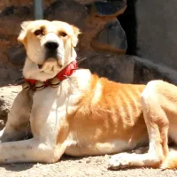 دوقلاده سگ خراسانی