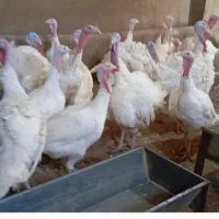 بوقلمون گوشتی ارگانیک