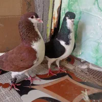 شادگان|پرنده|شادگان, |دیوار