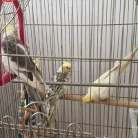 پرنده|پرنده|لنگرود, |دیوار